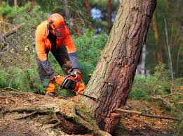 Reliable West Hurley, NY Tree Care Solutions